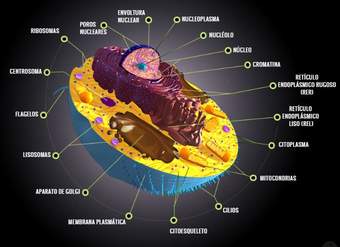 La célula eucariota