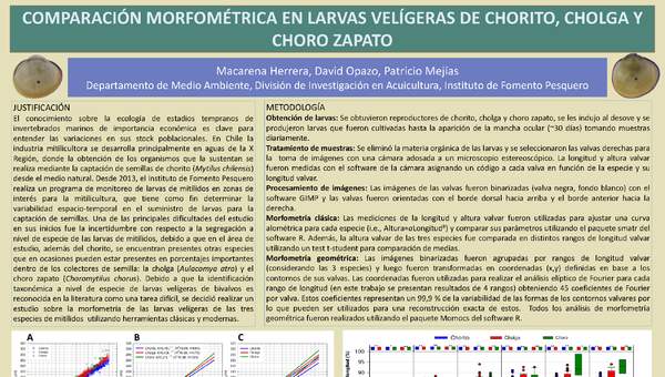 Comparación morfométrica en larvas velígeras de chorito, cholga y choro zapato