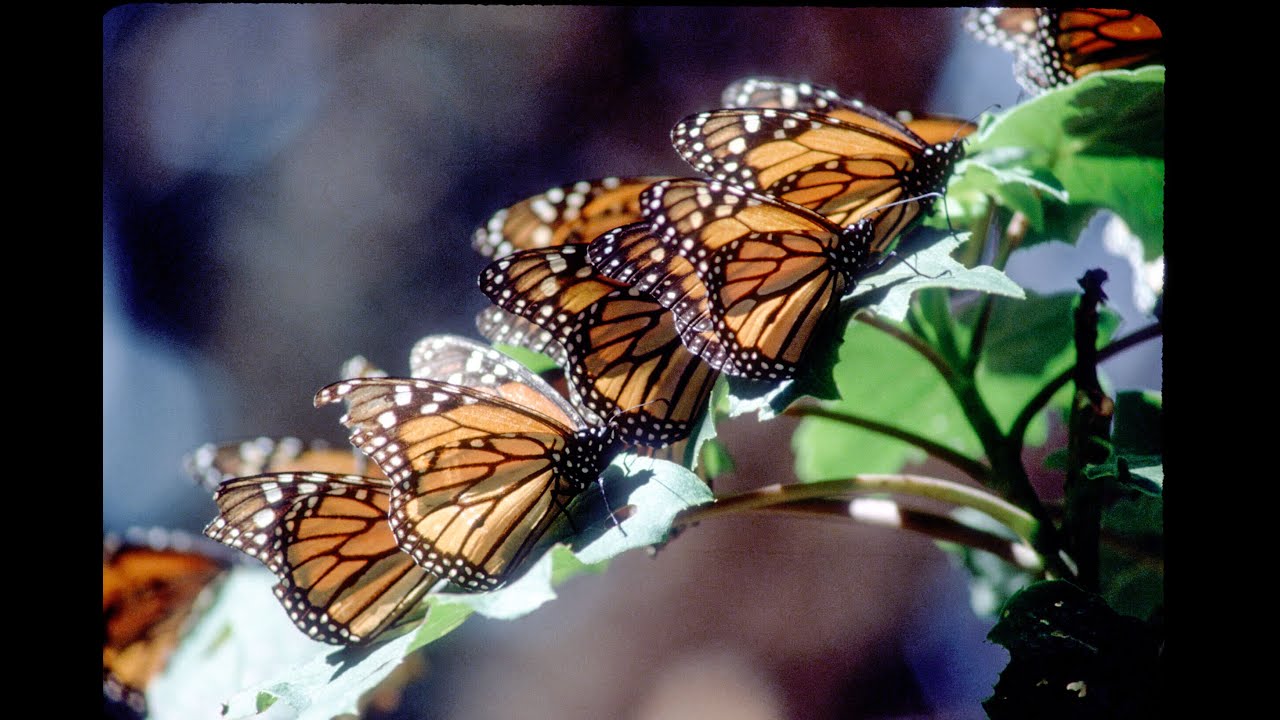 Avoiding Predators: How to Avoid Being Eaten