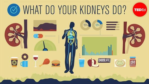 How do your kidneys work? - Emma Bryce