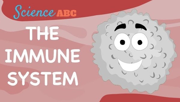 Immune System: Innate and Adaptive Immunity Explained