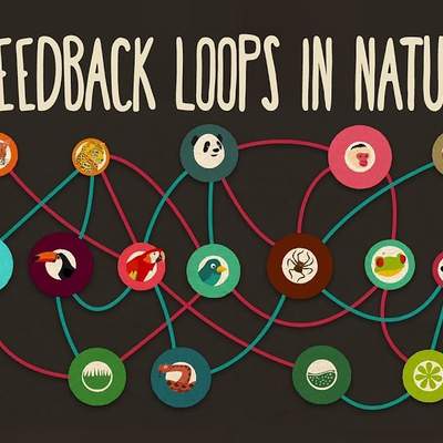 Feedback loops: How nature gets its rhythms - Anje-Margriet Neutel