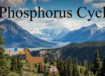 Phosphorus Cycle Explanation- A biogeochemical cycle