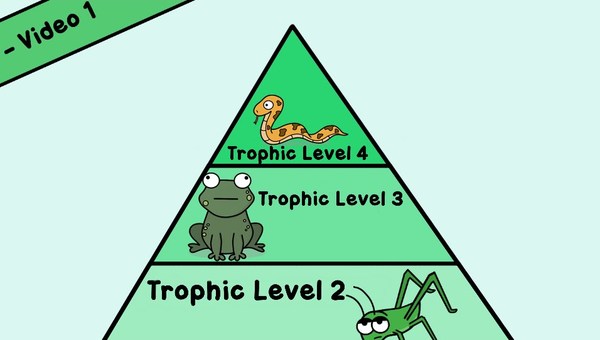 Food Webs and Energy Pyramids: Bedrocks of Biodiversity