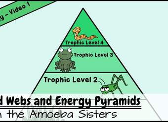 Food Webs and Energy Pyramids: Bedrocks of Biodiversity