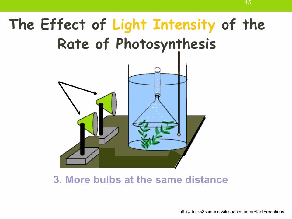 IGCSE 2.10. Rate limiting factors in photosynthesis.  Ms Cooper