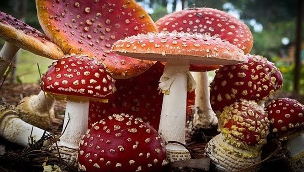 Introduction to Fungi