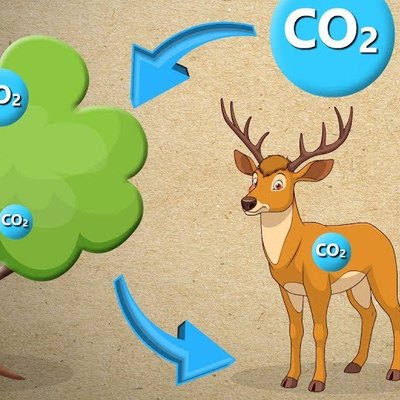 The Carbon Cycle | #aumsum