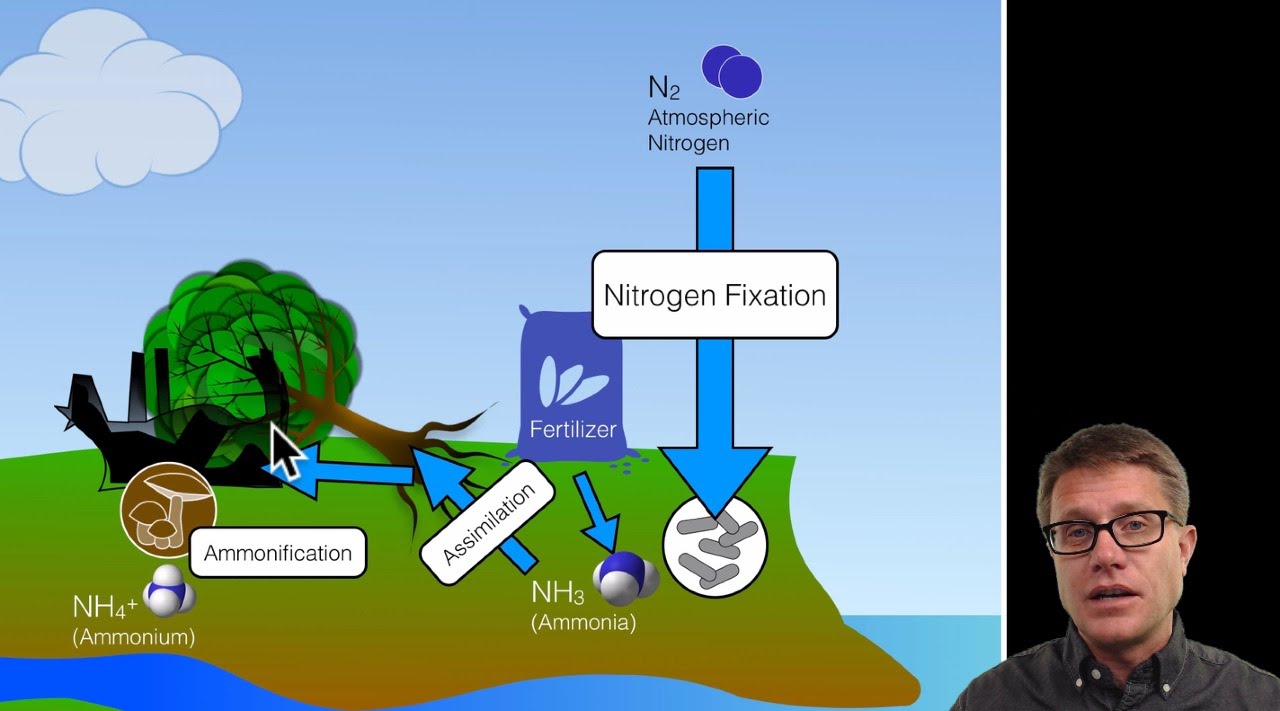 Biogeochemical Cycles