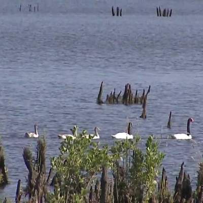 Documental: "Cuello Negro" Santuario de la naturaleza