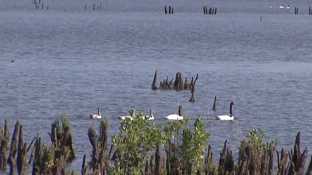 Documental: "Cuello Negro" Santuario de la naturaleza