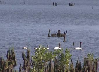 Documental: "Cuello Negro" Santuario de la naturaleza