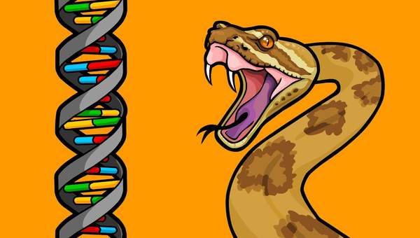 Part 2: How Does New Genetic Information Evolve? Gene Duplications