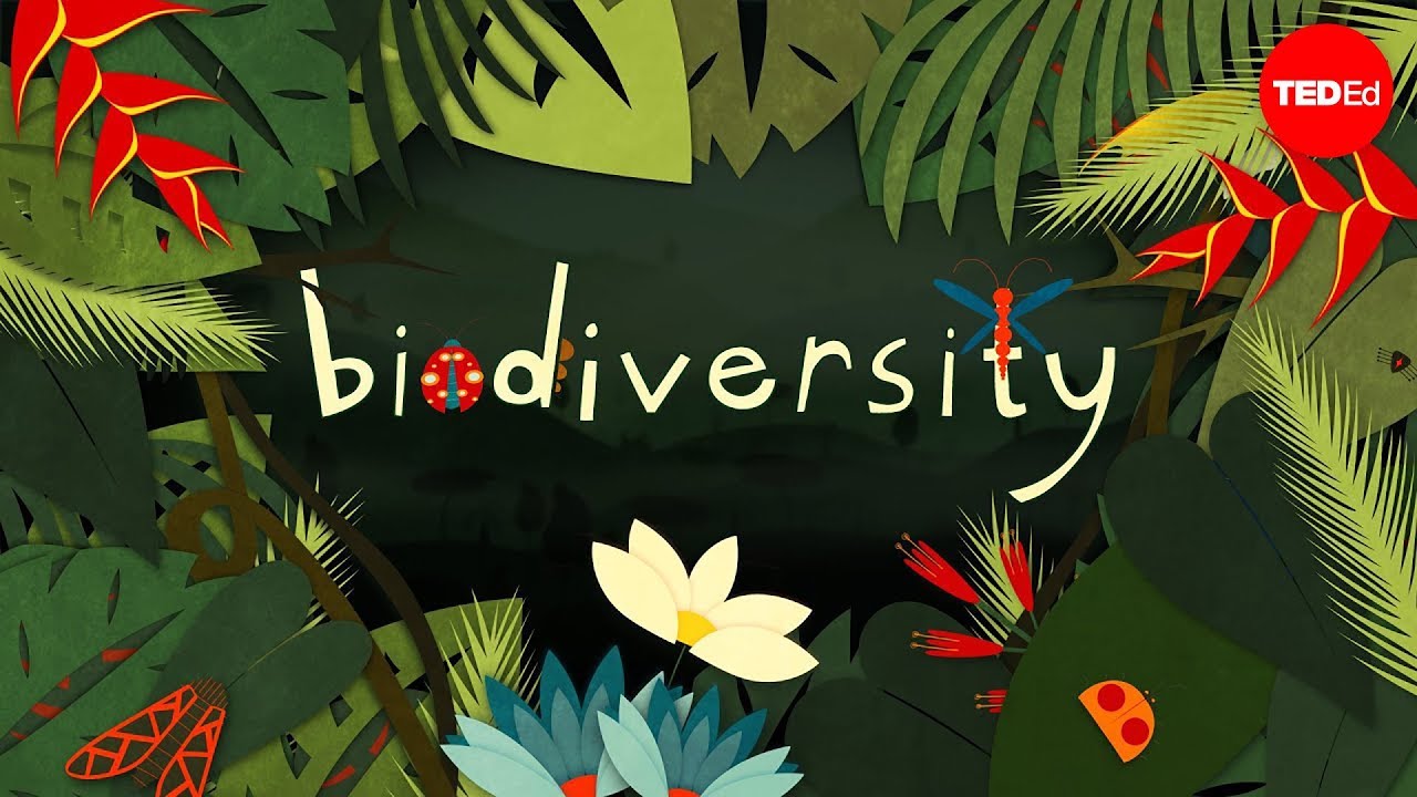 Why is biodiversity so important? - Kim Preshoff