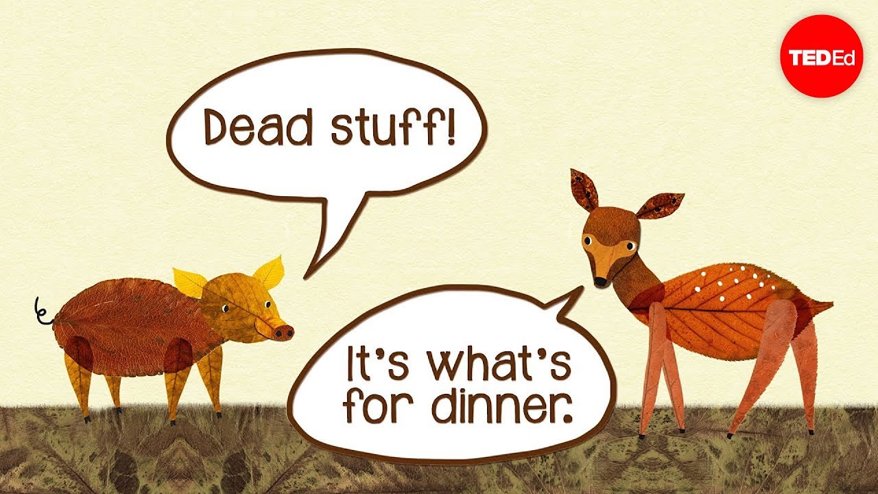 Dead stuff: The secret ingredient in our food chain - John C. Moore