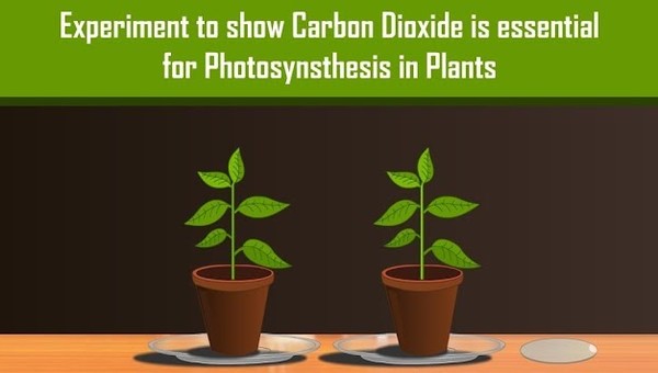 Carbon Dioxide is necessary for Photosynthesis in Plants with Simple Experiment