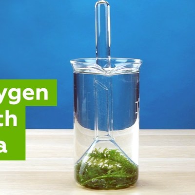 "Photosynthesis" experiment (How to make oxygen at home)