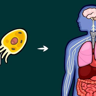 What Caused Life's Major Evolutionary Transitions?