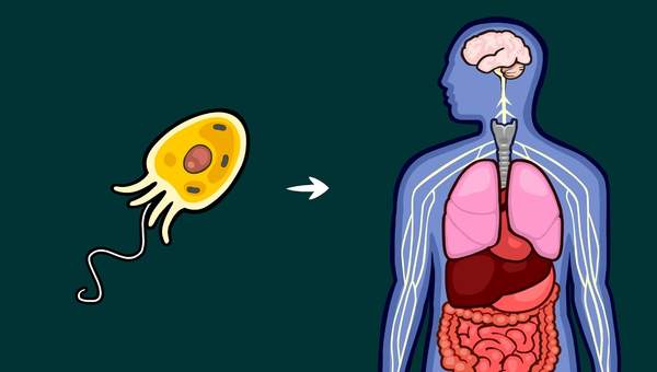 What Caused Life's Major Evolutionary Transitions?