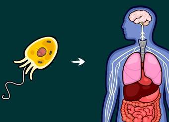 What Caused Life's Major Evolutionary Transitions?