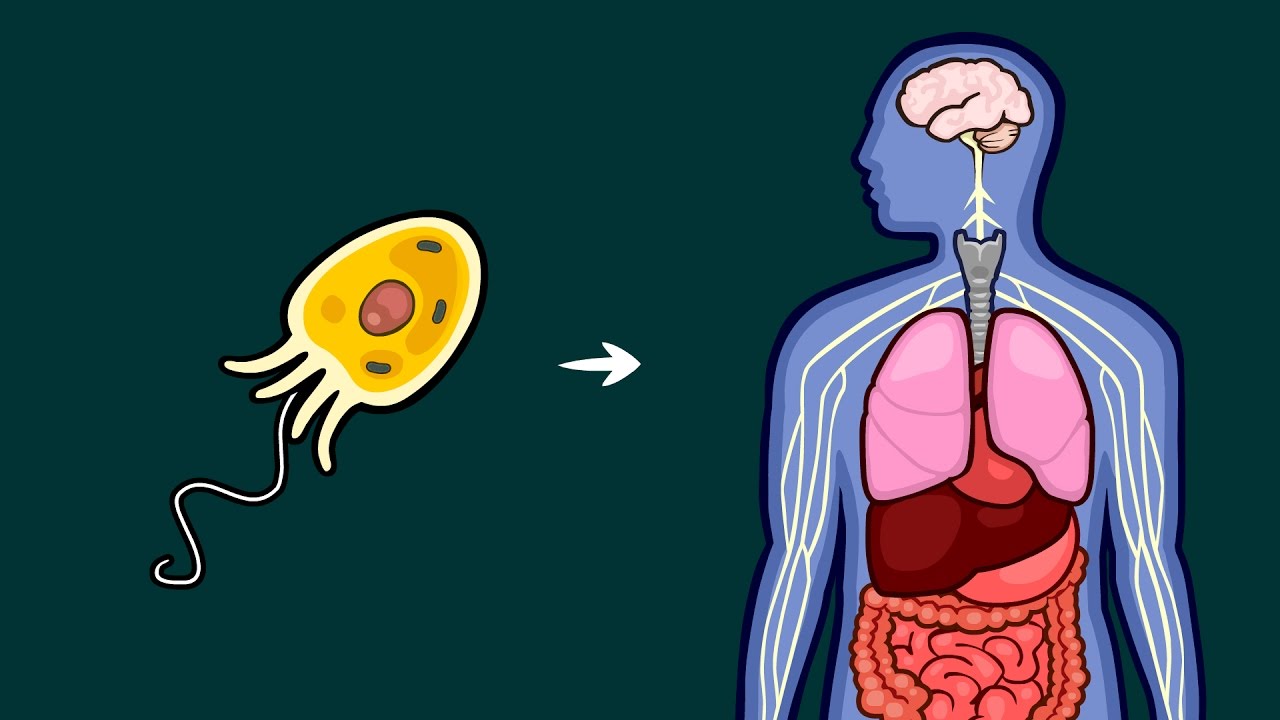 What Caused Life's Major Evolutionary Transitions?