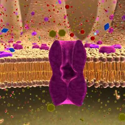 BIO 137 Membrane Transport Activity