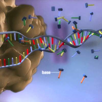 From DNA to protein - 3D