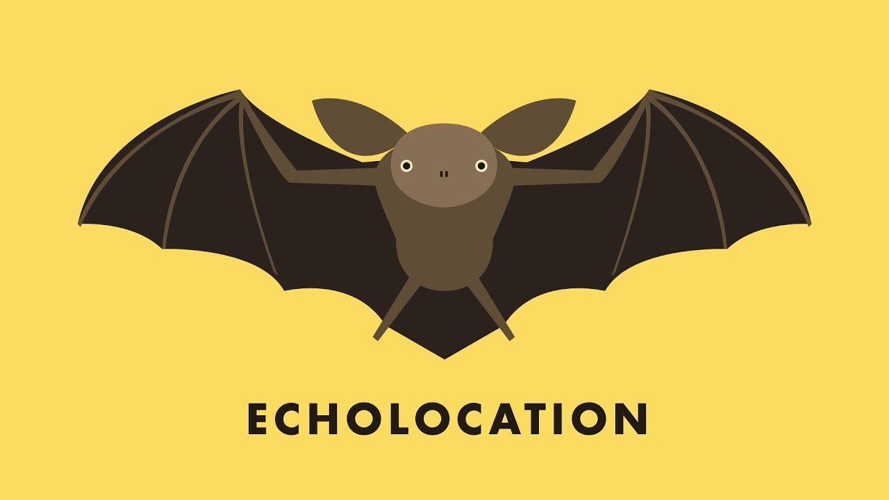 Echolocation