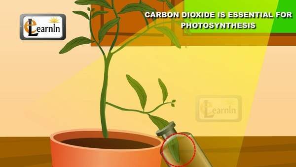 Carbon dioxide is essential for Photosynthesis proved with simple experiment - Science