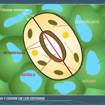 Apertura y cierre de los estomas - ANAYA DIGITAL