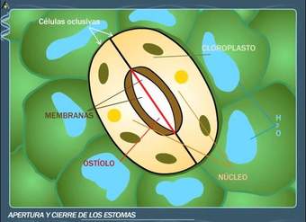 Apertura y cierre de los estomas - ANAYA DIGITAL