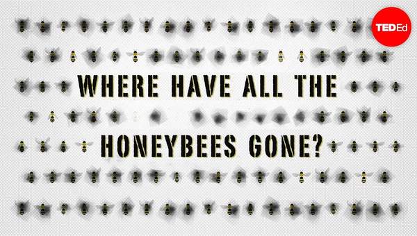 The case of the vanishing honeybees - Emma Bryce