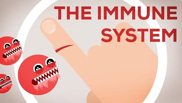 The Immune System Explained I – Bacteria Infection