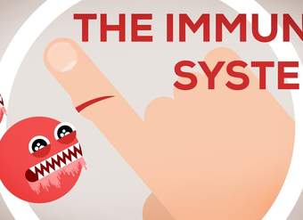 The Immune System Explained I – Bacteria Infection