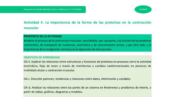 Actividad 4: La importancia de la forma de las proteínas en la contracción muscular