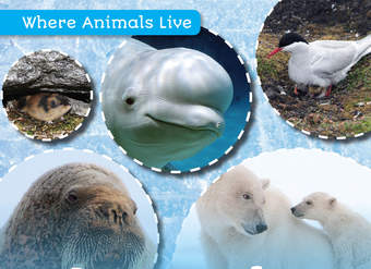 Animals in the Arctic