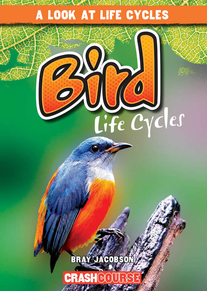 Bird Life Cycles