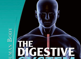 The Digestive System