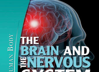 The Brain and the Nervous System