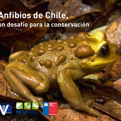 Anfibios de Chile, un desafío para la conservación