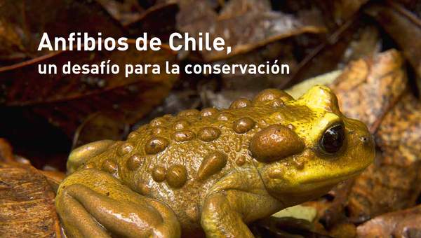 Anfibios de Chile, un desafío para la conservación