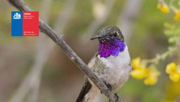 Picaflor de Arica, en peligro de extinción