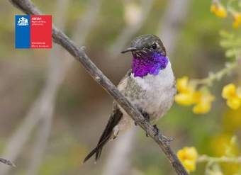 Picaflor de Arica, en peligro de extinción