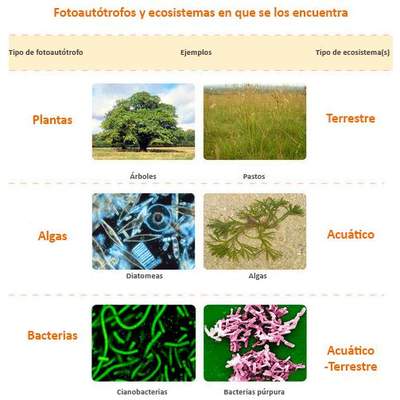 Poblaciones y ecosistema