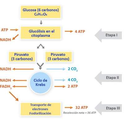 El rol de la respiración