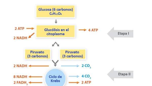 El rol de la respiración