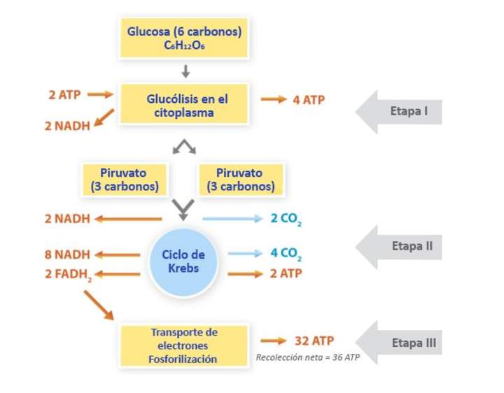 El rol de la respiración