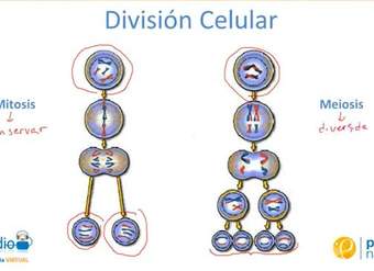 La meiosis y la mitosis