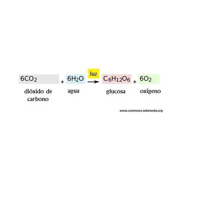 Ecuación de la fotosíntesis