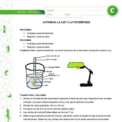 La luz y la fotosíntesis